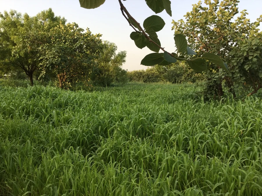 jowar field in gunda plantation 1200